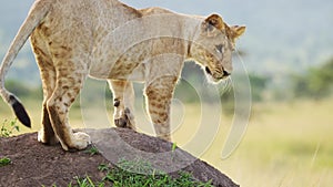 Cute Lion Cub Playing with Lioness Mother in Maasai Mara, Kenya, Africa, Funny Young Baby Lions in M