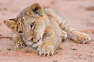 Cute lion cub playing on sand in the Kalahari