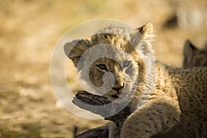 Cute lion cub resting in the African savannah, this is one of the big five of African animal safaris photo