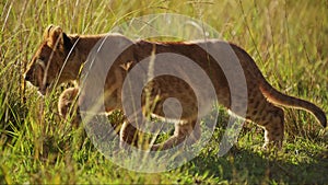 Cute Lion Cub, Small Baby Animals in Masai Mara, Kenya, Africa, African Safari Wildlife of Small You