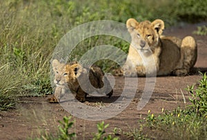 Cute lion cub stalking prey with big brother watching him in the Serengeti Tanzania