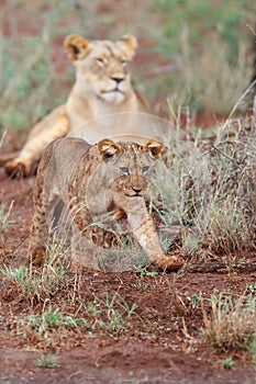 Cute Lion cub walking in Zimanga