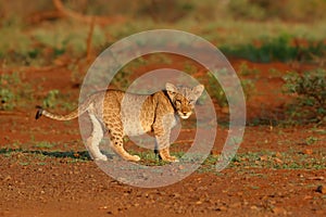 Cute Lion cub walking in Zimanga