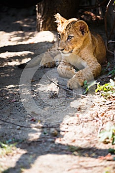 Cute lion cub