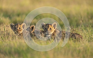 Cute Lion cubs at Amboseli National Park,Kenya