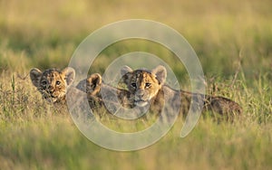 Cute Lion cubs at Amboseli National Park,Kenya photo
