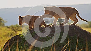 Cute Lion Cubs Playing in Africa, Two Young Funny Adorable Baby Animals, Lions in Maasai Mara, Kenya