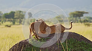 Cute Lion Cubs Playing in Africa, Two Young Funny Adorable Baby Animals, Lions in Maasai Mara, Kenya