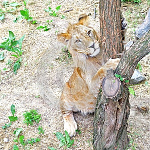 Cute lion sharpens claws