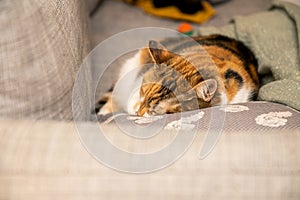 Cute litFront view of cle cat sleeping on the couch pillow photo