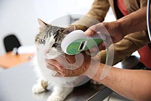 Cute litle cat being examined by vet