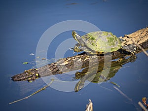 Cute litle turtle stetching and relaxing