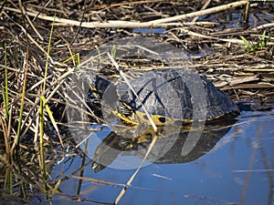 Cute litle turtle stetching and relaxing