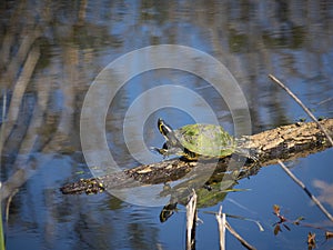 Cute litle turtle stetching and relaxing