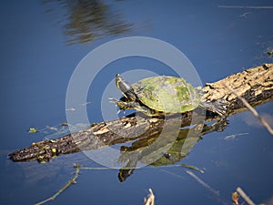 Cute litle turtle stetching and relaxing