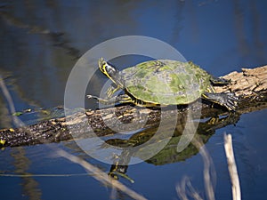 Cute litle turtle stetching and relaxing