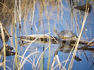 Cute litle turtle stetching and relaxing