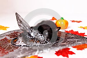 Cute litte black kitten with halloween items