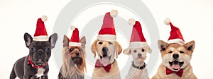 Cute litte puppies wearing santa claus hats