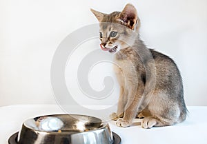 Cute little Abyssinian cat sits licking his chops after eating isolated photo