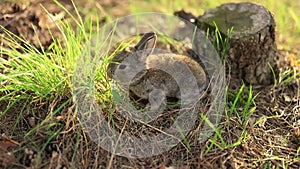 Cute little adorable gray fluffy rabbit sitting on a green grass lawn in a forest during sunset. 2 months old. Animals