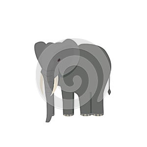 Cute little african elephant isolated on white. Baby animal african zoo vector illustration.