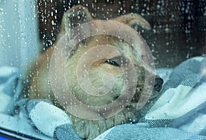 Cute little Akita Inu puppy waiting for owner at home on rainy day, view through window