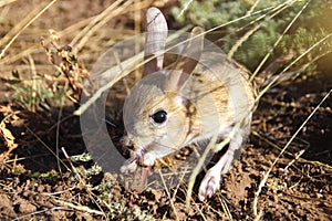 Cute little animal jerboa - rodent mammal