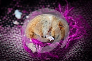 Cute little animal sleeping in violet blanket