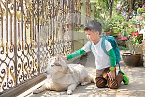 Cute little Asian boy child playing and patting with his Siberian husky dog at home, Kid with pet