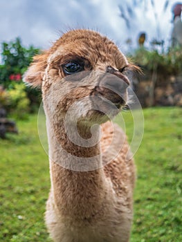 Cute little baby alpaca lama animal, llama