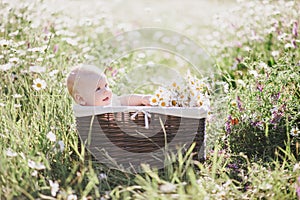 Cute little baby-boy sitting in a brown basket with chamomiles in a chamomile field