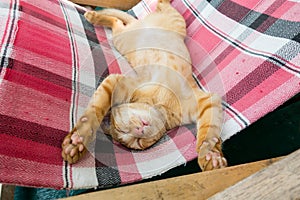 Cute little baby cat / kitty / kitten play on Folding beds