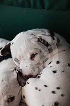 Cute, little baby Dalmatian puppy dog