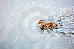 Cute little baby duckling swimming