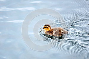 Cute little baby duckling swimming