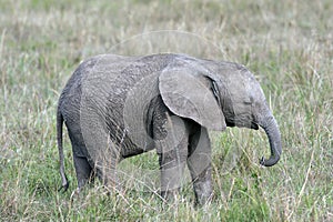 Cute, little baby elephant standing in the grass of the African savannah