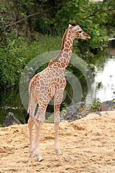 Cute little baby giraffe