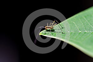 Small grasshopper, on a green leaf photo