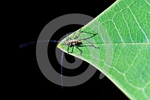 Small grasshopper on a green leaf. top view photo