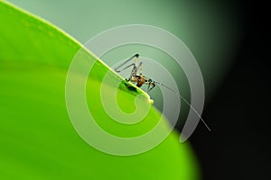 Very small grasshopper, on a green leaf photo