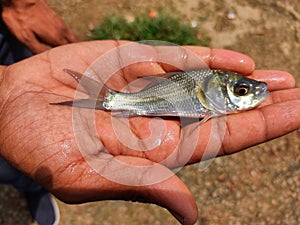 cute little baby indian catla carp fish seed in hand of a farmer photo