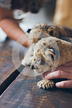 Cute little baby lion cubs in petting zoo. Beautiful furry small lion babies in volunteer`s hands. Save the wildlife