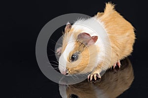 Cute little baby pet white brown guinea pig on the black background with reflections