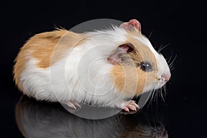 Cute little baby pet white brown guinea pig on the black background with reflections