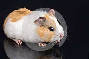 Cute little baby pet white brown guinea pig on the black background with reflections