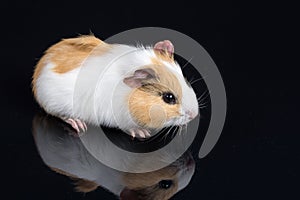 Cute little baby pet white brown guinea pig on the black background with reflections