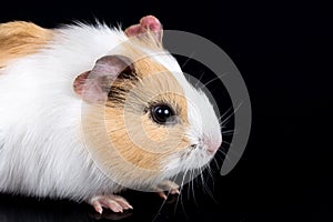 Cute little baby pet white brown guinea pig on the black background with reflections