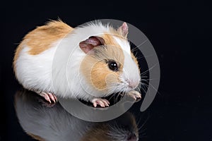 Cute little baby pet white brown guinea pig on the black background with reflections