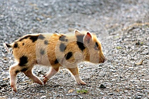 Cute Little baby piglet making a run for it